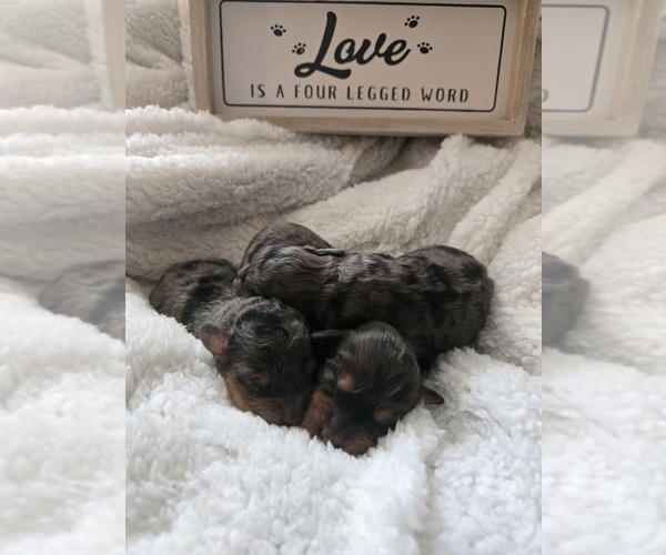 Medium Photo #1  Breeder Profile in LITTLE VALLEY, NY, USA