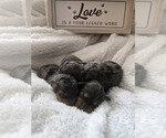 Small breeder photo