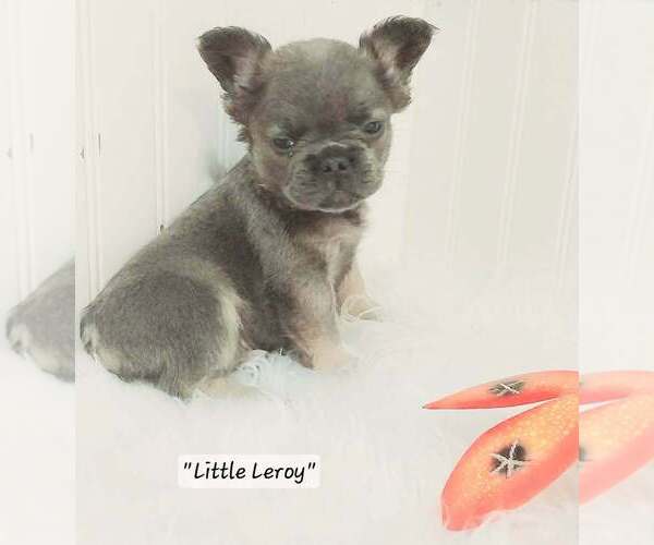 Medium Photo #15  Breeder Profile in COLONIAL BCH, VA, USA