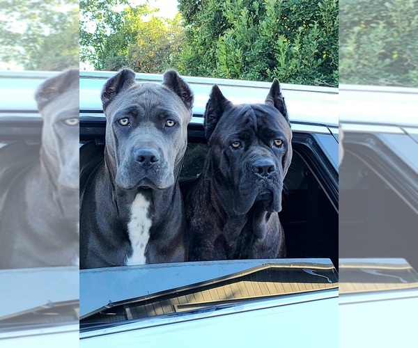 Medium Photo #1  Breeder Profile in WOODLAND, WA, USA