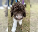 Small #17 Breeder Profile image