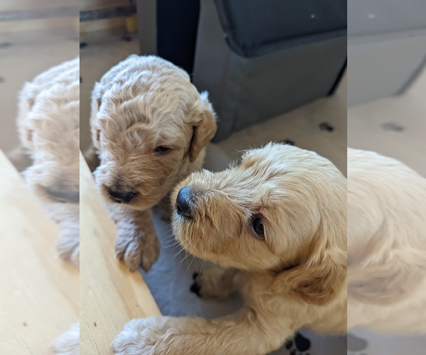 Medium Photo #1  Breeder Profile in TUCSON, AZ, USA
