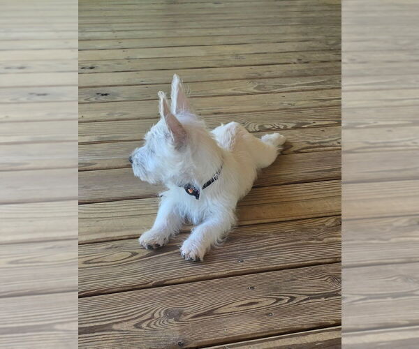 Medium Photo #6  Breeder Profile in TALLASSEE, AL, USA