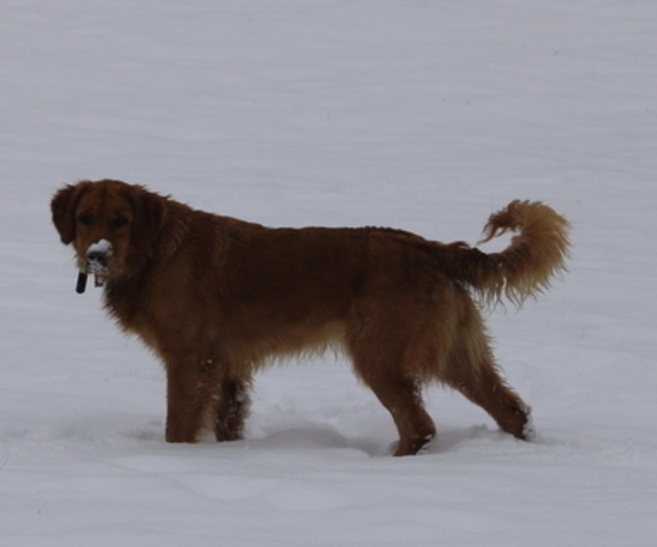 Medium Photo #2  Breeder Profile in MIDDLEBURG, PA, USA