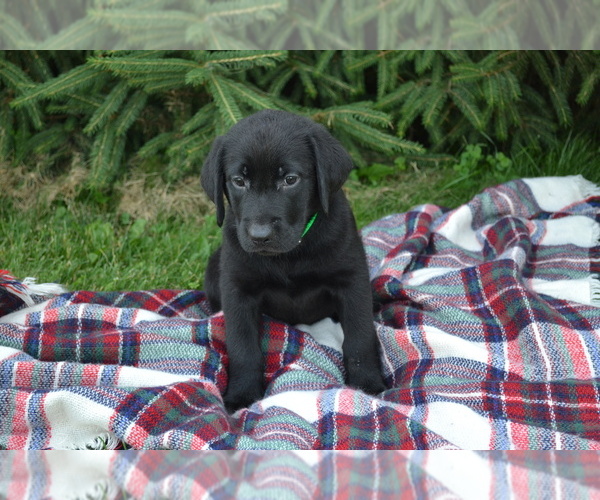 Medium Photo #6  Breeder Profile in OWEN, WI, USA