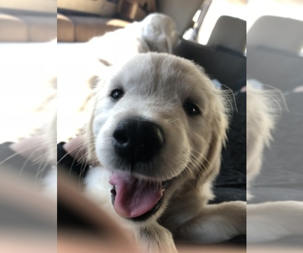 Medium Photo #1  Breeder Profile in COLVILLE, WA, USA