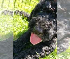 Poodle (Standard) Dog Breeder near ODESSA, WA, USA