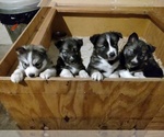 Small #3 Breeder Profile image