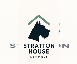 Schnauzer (Giant) Dog Breeder near NOBLESVILLE, IN, USA