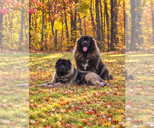 Caucasian Shepherd Dog Dog Breeder near AKELEY, MN, USA