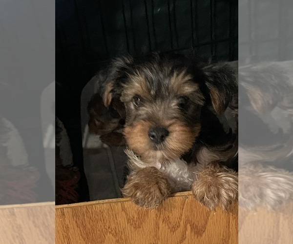 Medium Photo #5  Breeder Profile in RANCHO CORDOVA, CA, USA