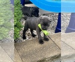 Small Photo #8  Breeder Profile in JOLIET, IL, USA