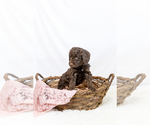 Small #33 Breeder Profile image