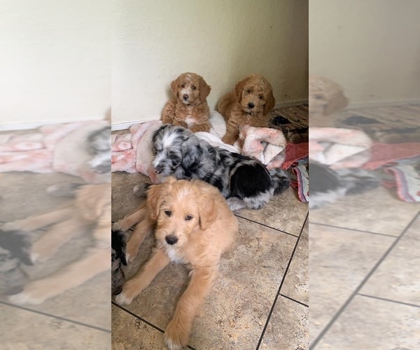 Medium Photo #1  Breeder Profile in NEWKIRK, OK, USA