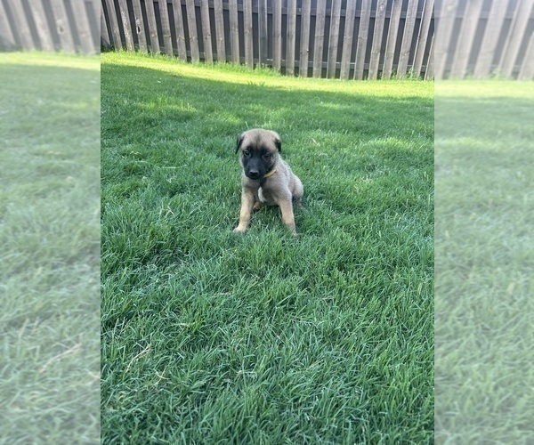 Medium Photo #8  Breeder Profile in ATHENS, AL, USA