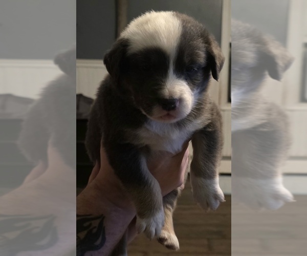 Medium Photo #4  Breeder Profile in STERLING, IL, USA