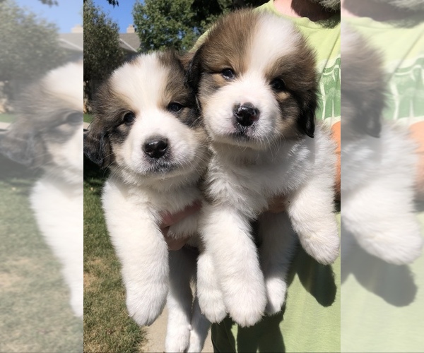 Medium Photo #1  Breeder Profile in OVERLAND, KS, USA