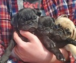 Small #1 Breeder Profile image