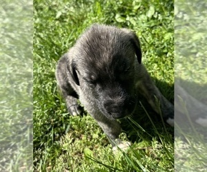 Irish Wolfhound Dog Breeder near HUSTONVILLE, KY, USA