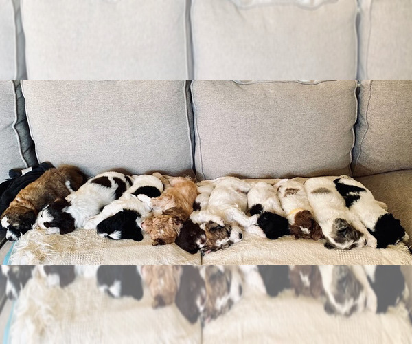 Medium Photo #1  Breeder Profile in CRAWFORDSVILLE, IN, USA