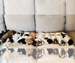Small breeder photo