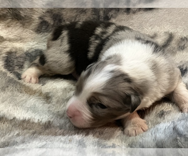 Medium Photo #16  Breeder Profile in BETHANY, CT, USA