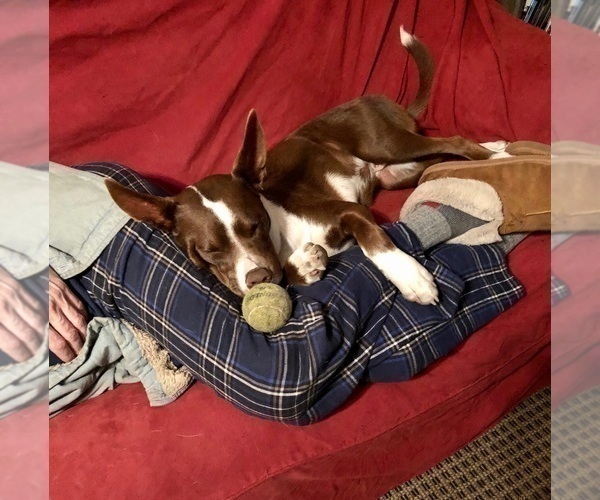Medium Photo #37  Breeder Profile in CAMAS, WA, USA