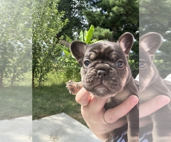 Medium Photo #14  Breeder Profile in JEFFERSONVILLE, IN, USA