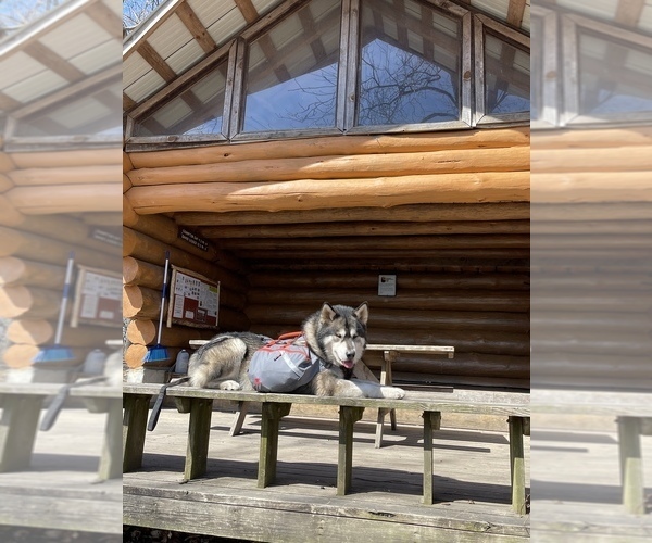 Medium Photo #130  Breeder Profile in FREDERICK, MD, USA