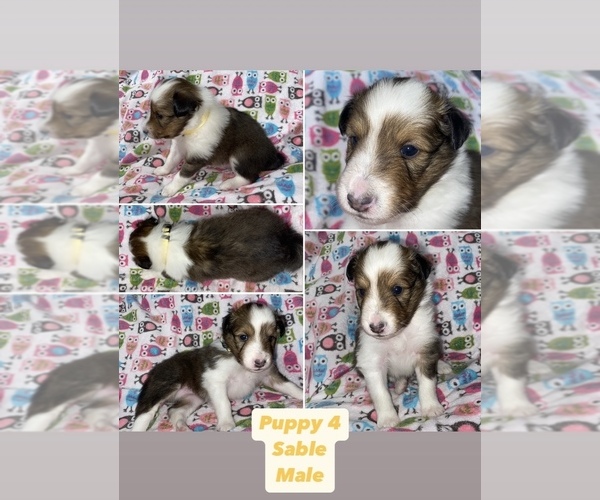 Medium Photo #5  Breeder Profile in ALBANY, OR, USA