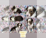 Small #4 Breeder Profile image