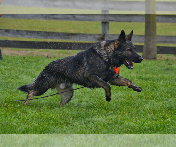 Medium Photo #4  Breeder Profile in NEWVILLE, PA, USA