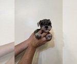 Small #5 Breeder Profile image