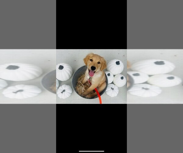 Medium Photo #36  Breeder Profile in SALISBURY, NC, USA