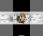 Small #35 Breeder Profile image