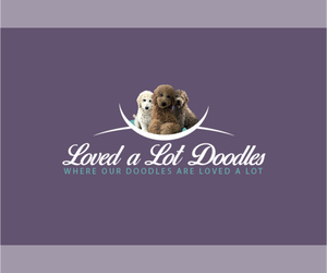 Goldendoodle Dog Breeder near COCOA, FL, USA