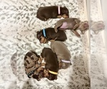 Small breeder photo