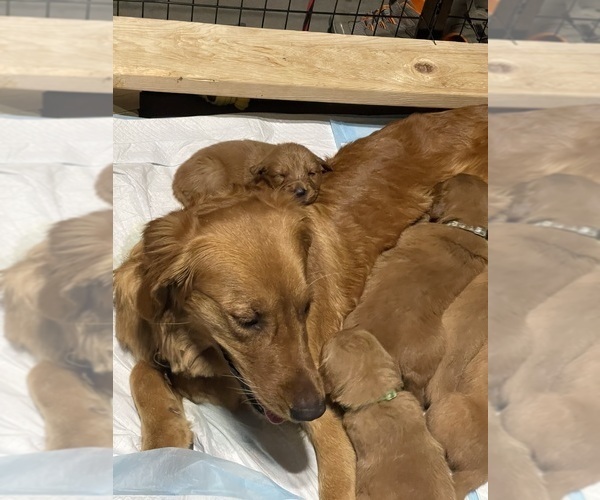 Medium Photo #37  Breeder Profile in CHINO VALLEY, AZ, USA