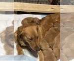 Small #36 Breeder Profile image