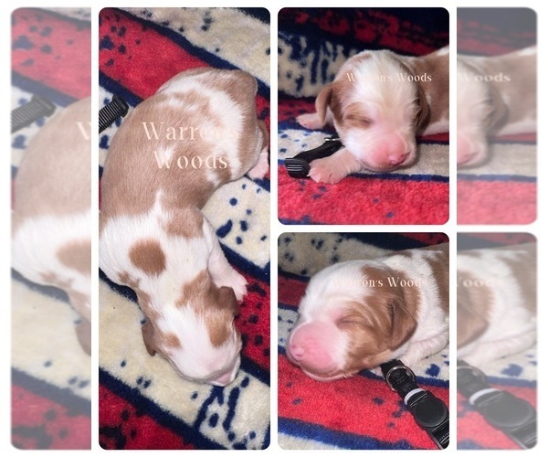 Medium Photo #1  Breeder Profile in THOMPSONVILLE, MI, USA