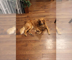 Golden Retriever Dog Breeder near NELIGH, NE, USA