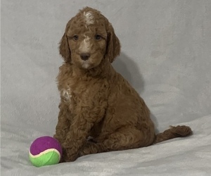 Main photo of Goldendoodle Dog Breeder near HOMEDALE, ID, USA