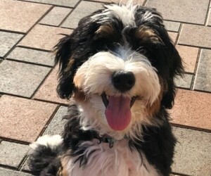 Miniature Bernedoodle Dog Breeder in MONTROSE,  USA