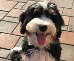 Small breeder photo