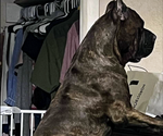 Small breeder photo
