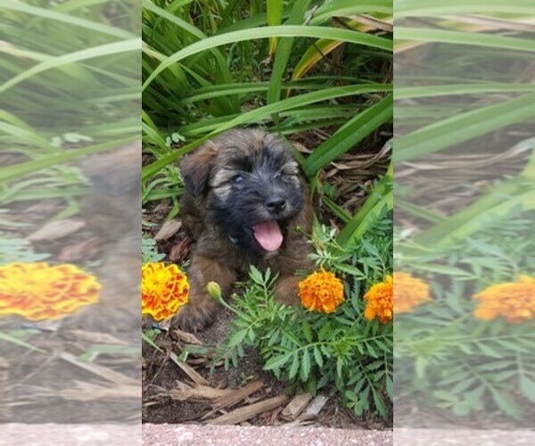Medium Photo #1  Breeder Profile in CHARLES CITY, IA, USA