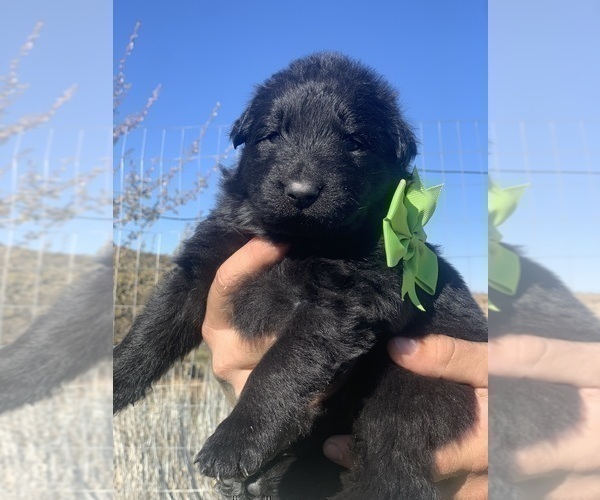 Medium Photo #71  Breeder Profile in PINON HILLS, CA, USA