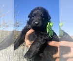 Small #70 Breeder Profile image
