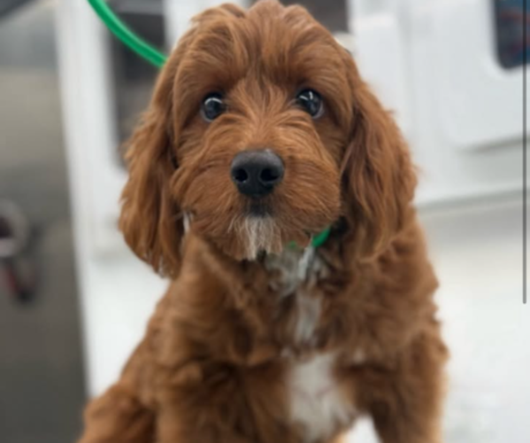 Medium Photo #9  Breeder Profile in MUNFORDVILLE, KY, USA