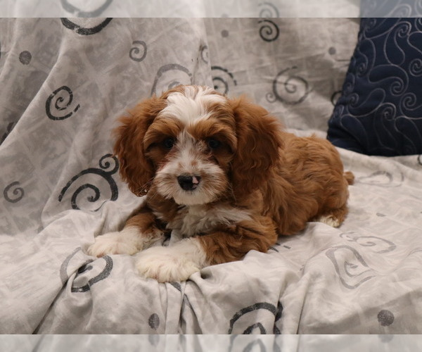 Medium Photo #29  Breeder Profile in THORP, WI, USA